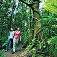 Walking in the Daintree Rainforest.