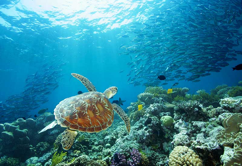 Diving with Turtles on Poseidon Outer Reef Cruises Port Douglas