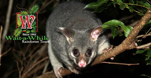 Rainforest Wildlife Night Spotlighting Tours Cairns