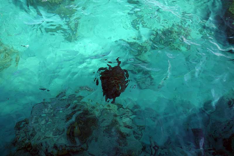 Green Sea Turtle at Green Island