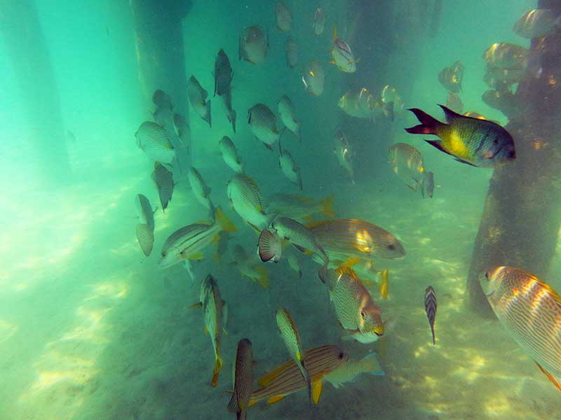 Large schools of fish under the jetty at Green Island