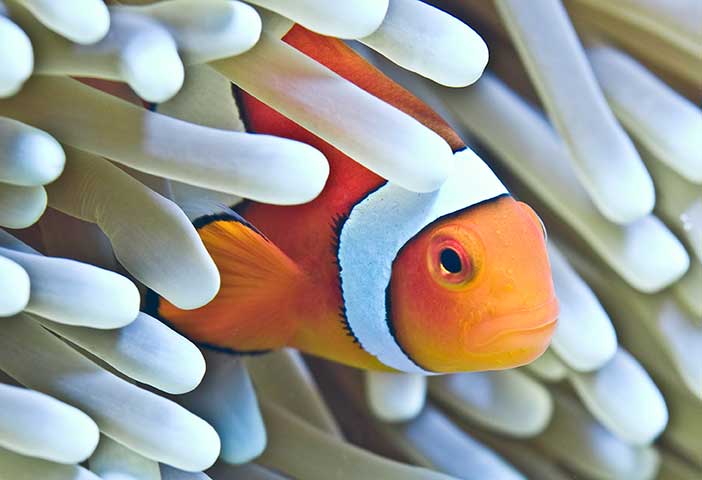 White-Orange-Anenome-Fish-The-Great-Barrier-Reef