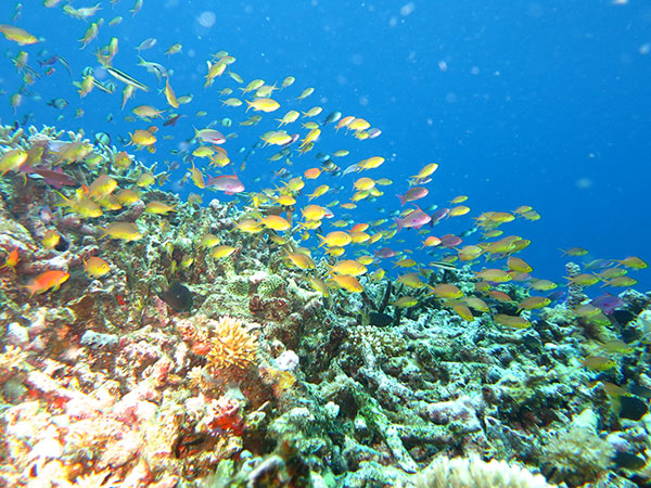 reef-fish-great-barrier-reef