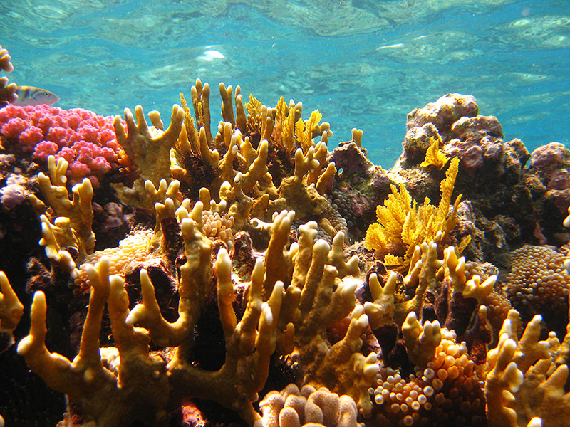 Great-Barrier-Reef-Cairns