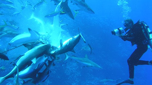 Diver video sharks at Osprey Reef, Coral Sea, Australia.