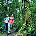 Walking daintree rainforest