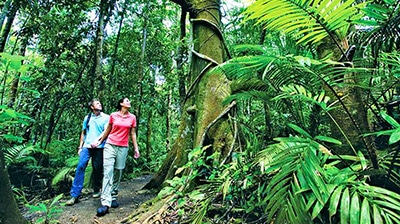 Travelers walking in Daintree Rainforest
