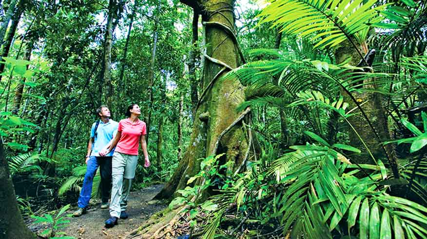Walking trail Daintree Rainforest